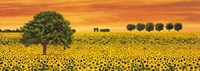 Field of Sunflowers Fine Art Print