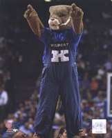 University of Kentucky Wildcats Mascot Fine Art Print