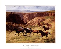 Canyon Mustangs Framed Print