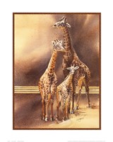 Family of Giraffes Fine Art Print