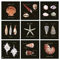 Striking Shells 9-patch Fine Art Print