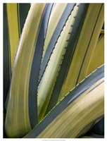 Variegated Agave II Fine Art Print