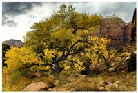 Brilliant View III Fine Art Print