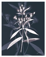 Jewel Stems I Fine Art Print