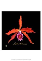 Vivid Orchid II by Ginny Joyner - 13" x 19"