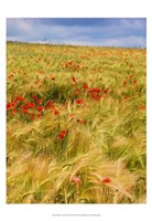 Poppies in Field II Fine Art Print