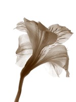 Inflorescence I Fine Art Print