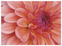 Mini Graphic Dahlia II Fine Art Print
