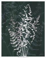 Jewel Ferns II Fine Art Print
