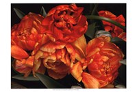 Old World Tulips I Fine Art Print