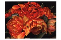 Old World Tulips II Fine Art Print
