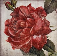 Rose Flower by Stephanie Marrott - 24" x 24"