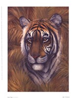Safari Tiger by Joe Sambataro - 6" x 8"