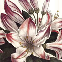 18" x 18" Lily Pictures