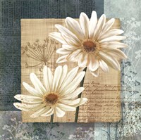 Daisy Field I Fine Art Print