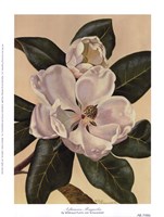 Afternoon Magnolia by Waltraud Fuchs Von Schwarzbek - 6" x 8"