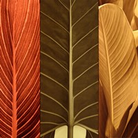 Tropical Trio I Fine Art Print