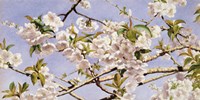 Apple Blossoms Fine Art Print