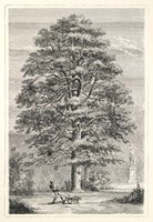 Terry's Trees I Fine Art Print