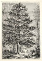 Terry's Trees III Fine Art Print