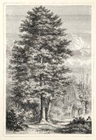 Terry's Trees IV Fine Art Print