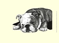 Gracie the Bulldog Fine Art Print