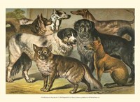 Johnson's Dog Breeds I Fine Art Print