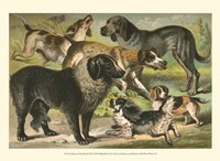 Johnson's Dog Breeds III Fine Art Print