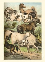 Johnson's Horse Breeds II Fine Art Print