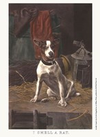 I Smell a Rat Fine Art Print