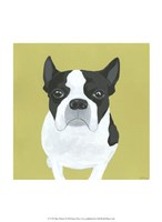 Miss Pickles Fine Art Print