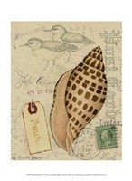 Postcard Shells I Fine Art Print