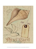 Postcard Shells IV Fine Art Print