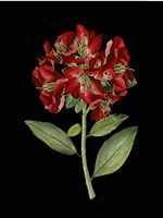 Crimson Flowers on Black I Fine Art Print