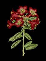 Crimson Flowers on Black (A) IV Fine Art Print