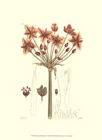 Antique Floral Plate IV Fine Art Print