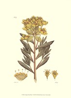 Antique Floral Plate V Fine Art Print