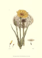 Antique Floral Plate VI Fine Art Print