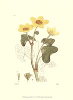 Antique Floral Plate VII Fine Art Print