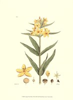 Antique Floral Plate VIII Fine Art Print