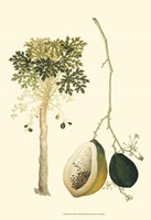 Exotic Palms II Fine Art Print