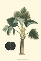Exotic Palms III Fine Art Print