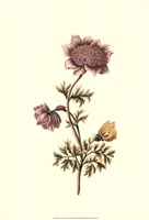 Flora & Fauna I Fine Art Print