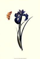 Flora & Fauna II Fine Art Print