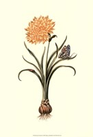 Flora & Fauna III Fine Art Print