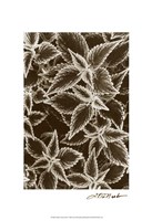 Garden Textures III Fine Art Print