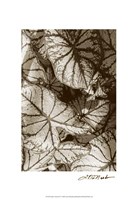 Garden Textures IV Fine Art Print