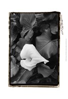 Floral Elegance III Fine Art Print