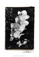 Striking Orchids II Fine Art Print