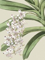 Small Orchid Blooms I (P) Fine Art Print